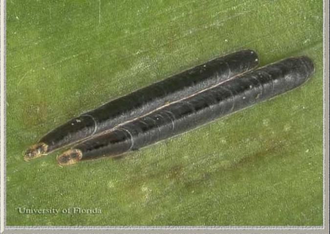 Figure 2. Adult female black thread scales, Ischnaspis longirostris (Signoret).