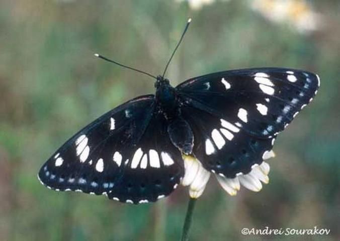Figure 1. Dorsal view of an adult southern white admiral, Limenitis reducta Staudinger, a typical representative of the genus Limenitis. (Khosrov, Armenia.)
