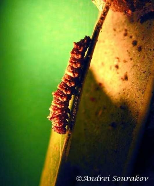 Figure 4. A 1st instar larva of the viceroy, Limenitis archippus floridensis Strecker. (Natural Area Training Laboratory, University of Florida.)