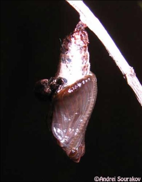 Figure 12. Pupa of the viceroy, Limenitis archippus floridensis Strecker. (Natural Area Training Laboratory, University of Florida.)