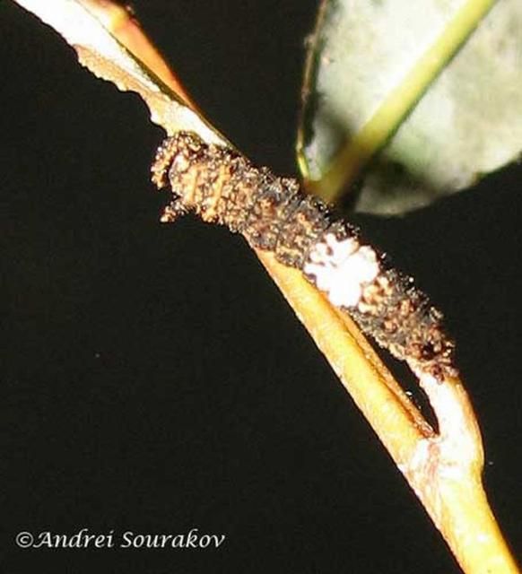 Figure 5. A perching 2nd instar larva of the viceroy, Limenitis archippus floridensis Strecker. (Natural Area Training Laboratory, University of Florida.)