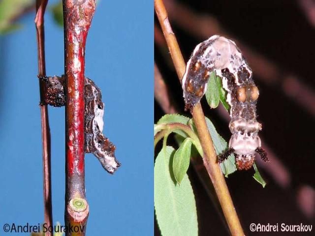 Figure 9. The 4th instar larva of the viceroy, Limenitis archippus floridensis Strecker, resembles a twig (left) or a bird dropping (right) depending on its position on the plant. (Natural Area Training Laboratory, University of Florida.)