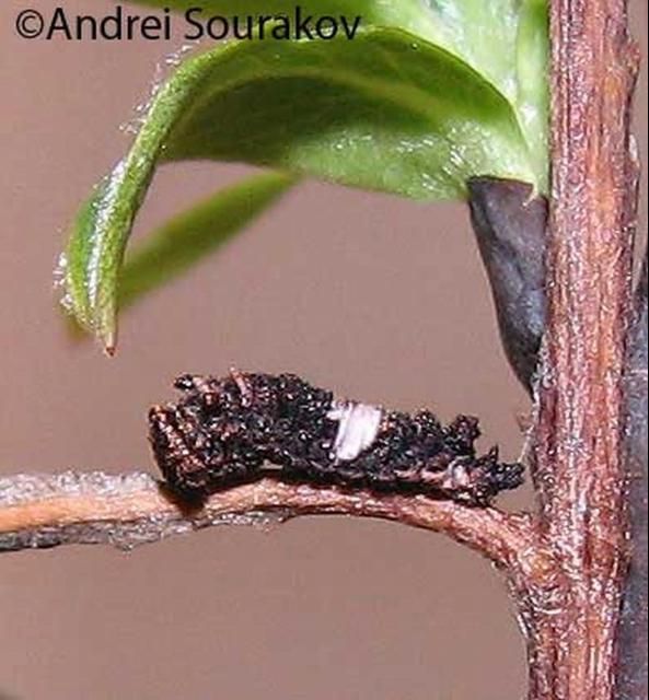 Figure 6. A 3rd instar larva of the viceroy, Limenitis archippus floridensis Strecker, after hibernation. (Natural Area Training Laboratory, University of Florida.)