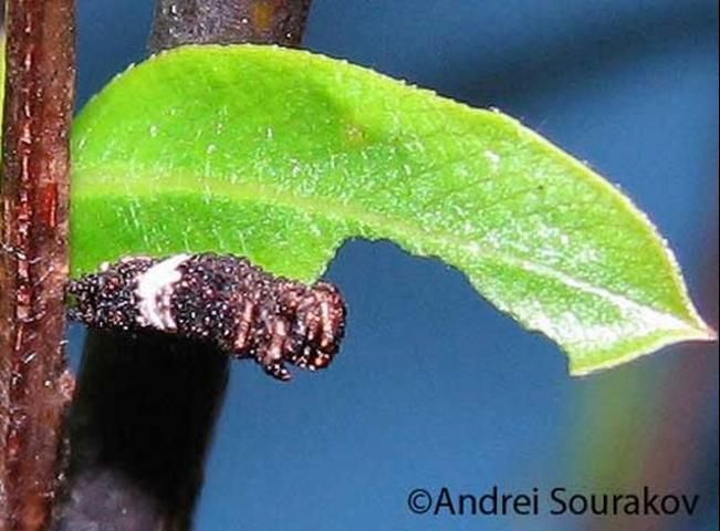 Figure 8. The 3rd instar larva of the viceroy, Limenitis archippus floridensis Strecker, starts feeding on fresh willow leaves in early spring following four months of hibernation. This specimen appears greatly desiccated. (Natural Area Training Laboratory, University of Florida.)