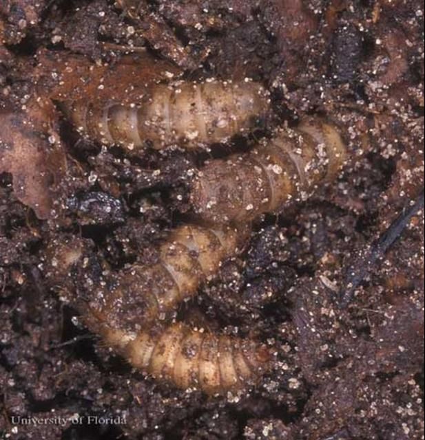 Figure 5. Larvae of the black soldier fly, Hermetia illucens (Linnaeus), in compost.