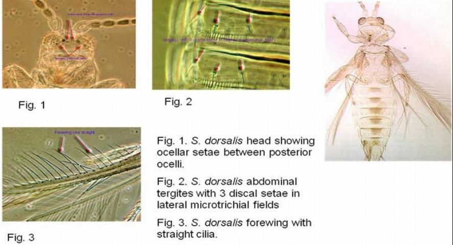 Figure 3. Some identifying characteristics of the chilli thrips, Scirtothrips dorsalis Hood.