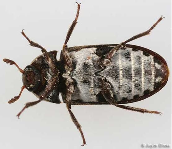 Figure 3. Ventral view of an adult hide beetle, Dermestes maculatus DeGeer. Photograph by: Joyce Gross, University of California - Berkeley