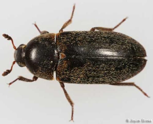 Figure 1. Dorsal view of an adult hide beetle, Dermestes maculatus DeGeer. Photograph by: Joyce Gross, University of California - Berkeley