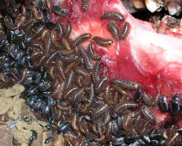Figure 5. Larvae and adults of the hide beetle, Dermestes maculatus DeGeer, consume flesh and hide on an animal skull. Photograph by: Troy Roper