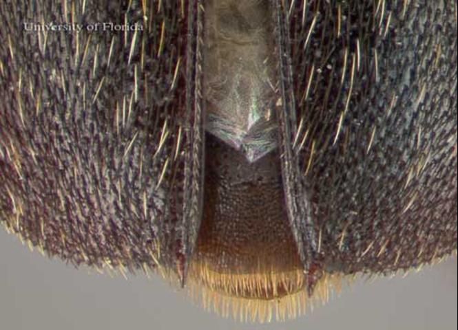 Figure 4. Distal portion of the elytra of the adult hide beetle, Dermestes maculatus DeGeer. Notice the serrations on the distal edge of the elytra with each elytra ending in a point. Photograph by: Lyle J. Buss and Brianna Shaver, University of Florida