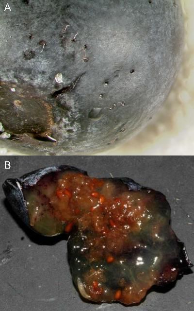 Figure 2. a) Spotted wing drosophila eggs deposited under the skin of a blueberry fruit. Breathing tubes can be seen protruding from the blueberry surface. b) Spotted wing drosophila larva inside blueberry fruit.