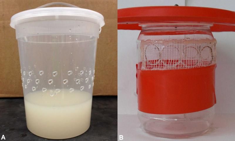 Figure 3. a) 32-oz clear plastic cup trap baited with yeast sugar water and b) 32-oz jar with red tape and large holes covered with drywall mesh.