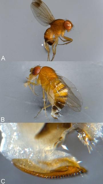 Figure 1. a) Male and b) female adult spotted wing drosophila. c) Female ovipositor.