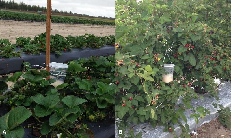 Figure 4. Traps secured in a a) strawberry field and b) blackberry bush.