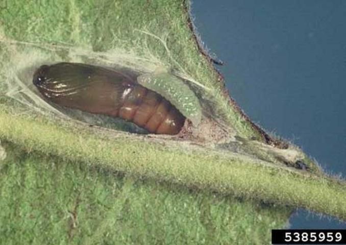 Figure 6. Pupa (left) and early instar larva (right) of the light brown apple moth, Epiphyas postvittana (Walker).