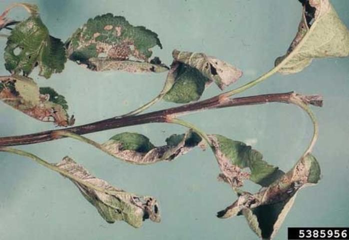 Figure 10. Light brown apple moth, Epiphyas postvittana (Walker), feeding damage to apple leaves.