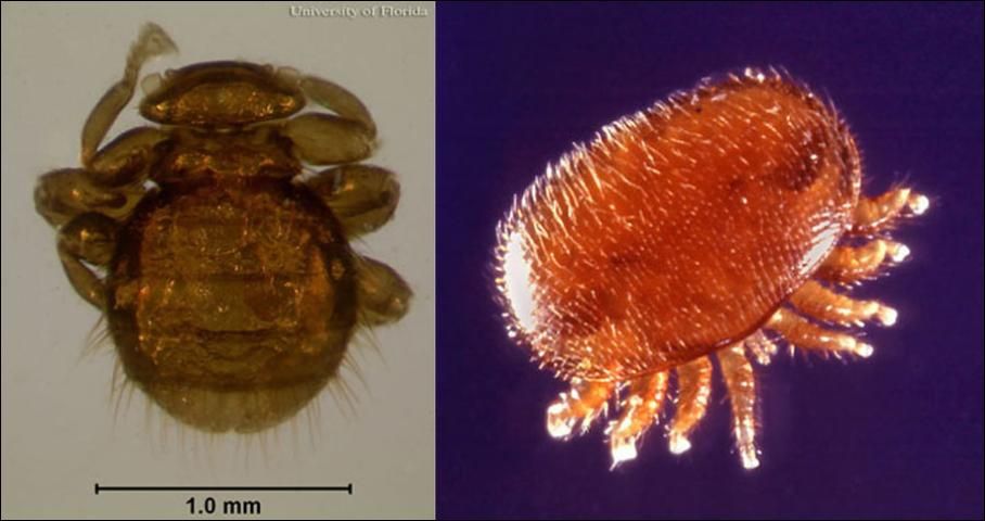 Figure 7. Dorsal views of an adult bee louse, Braula coeca Nitzsch, (left); and an adult Varroa destructor Anderson and Trueman, (right). Varroa are more oval in shape and have eight legs as compared to the bee louse, which has six legs.