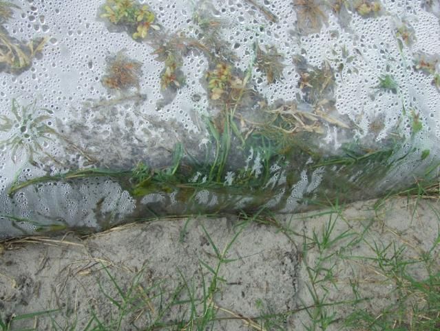 Figure 14. Advanced weed growth under plastic in a failed solarization.