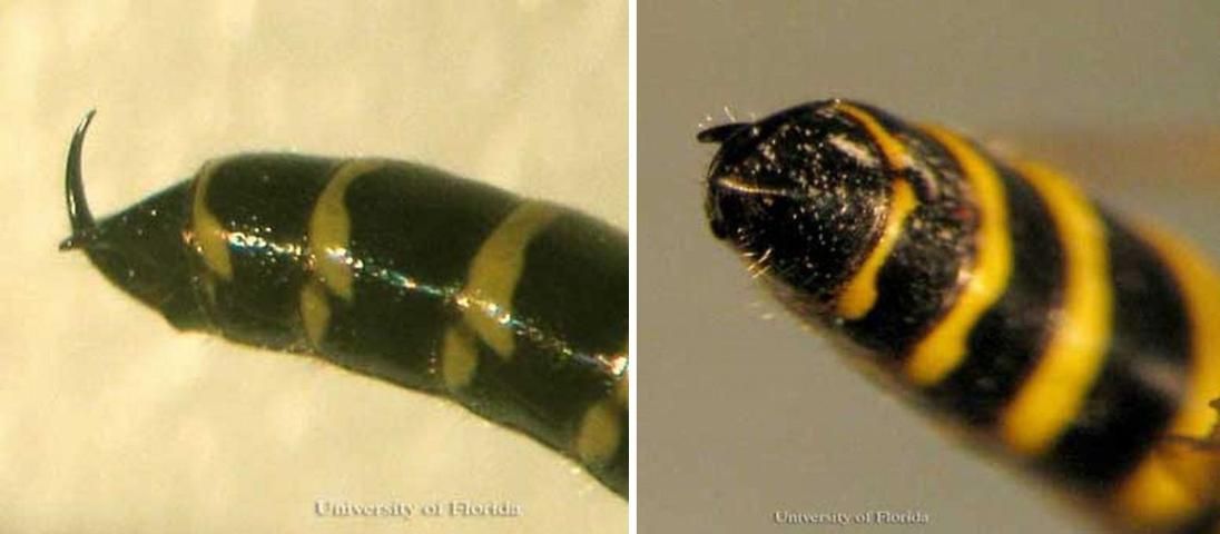 Figure 5. Upward pointing spine (lateral view—left; distal view—right) at the end of the last abdominal segment of an adult male Myzinum maculata Fabricius, a tiphiid wasp.