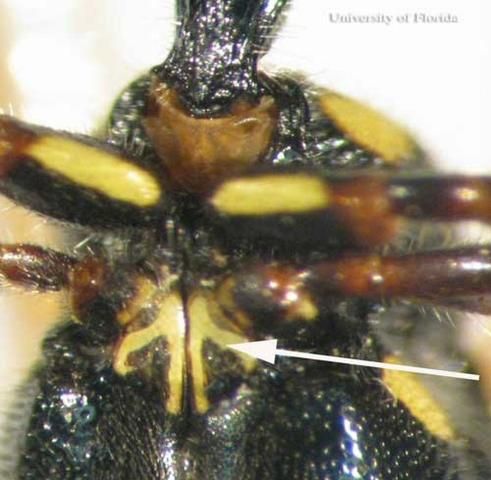 Figure 6. Adult males of Myzinum maculata Fabricius, a tiphiid wasp, have two plate-like lobes that extend from a hardened plate on the underside of the thorax (the mesosternum) and over the bases of the middle coxae. Arrow points to plate-like lobes.
