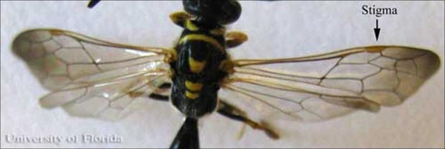Figure 8. Dark stigma, or prominent wing cell, on an adult male Myzinum maculata Fabricius, a tiphiid wasp.