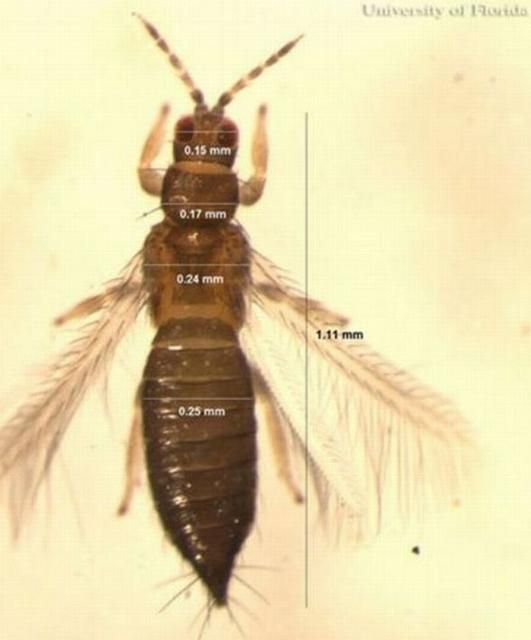 Figure 2. Dorsal view of an adult common blossom thrips, Frankliniella schultzei Trybom, with dimensions marked. Photograph by: Vivek Kumar, University of Florida