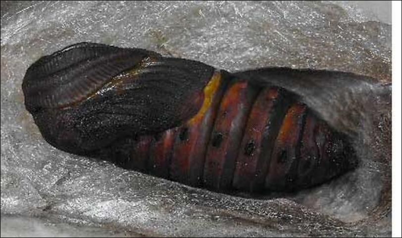 Figure 10. Pupa of the cecropia moth, Hyalophora cecropia Linnaeus, removed from cocoon. Photograph by: David Britton. Used with permission.