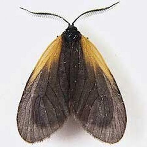 Figure 16. Adult orange patched smoky moth, Pyromorpha dimidiata Herrich-Schäffer. Photograph by: Robert Patterson, Moth Photographers Group