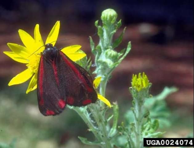 Figure 7. Adult cinnabar moth, Tyria jacobaeae (Linnaeus), nectar feeding on tansy ragwort. Photograph by: Eric Coombs, Oregon Department of Agriculture, Bugwood.org