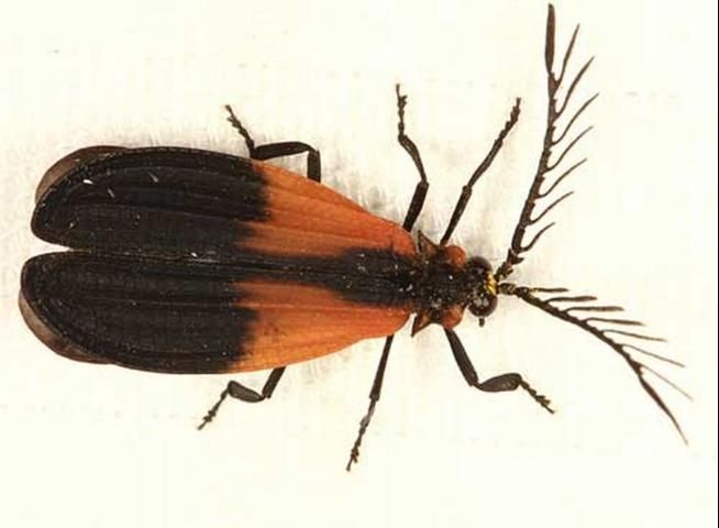 Figure 17. Caenia dimidiata (Fabricius), an adult lycid beetle. Photograph by: Tom Murray