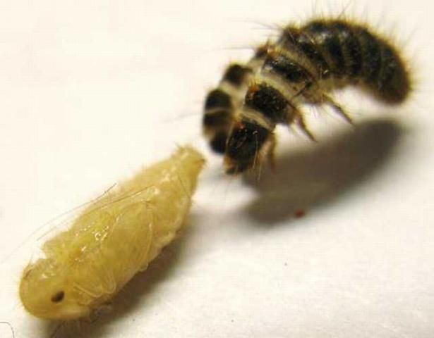 Figure 4. Pupa (left) of the black larder beetle, Dermestes ater DeGeer, recently emerged from the last larval stage (right). Photograph by: Scott Nacko, Used with permission.
