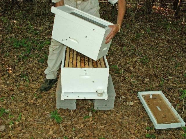 Figure 21. Shake the remaining bees from the nuc into the full-size hive.