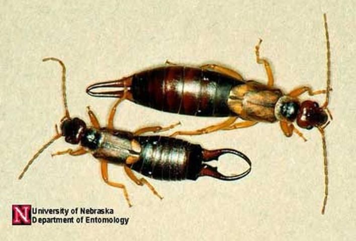 Figure 1. Adult male (bottom) and female (top) European earwigs, Foricula auricularia Linnaeus. The forceps help determine the sex of the adult.