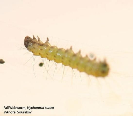 Figure 10. Close-up of second instar larva of the fall webworm, Hyphantria cunea (Drury). Photograph taken at Gainesville, Florida.