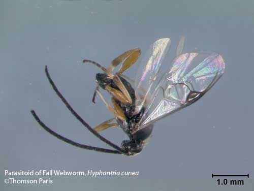 Figure 31. An adult parasitoid (unidentified species) of the fall webworm, Hyphantria cunea (Drury).