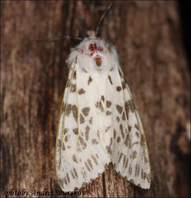 Figure 4. Adult fall webworm, Hyphantria cunea (Drury), with spots on white, which is typical for members of this species from the southern part of its range.