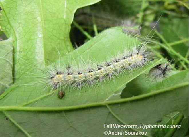 Figure 18. Close-up of fifth instar larvae of the fall webworm, Hyphantria cunea (Drury). Photograph taken at Gainesville, Florida.