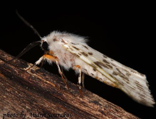 Figure 5. Adult fall webworm, Hyphantria cunea (Drury), with spots on white, which is typical for members of this species from the southern part of its range.