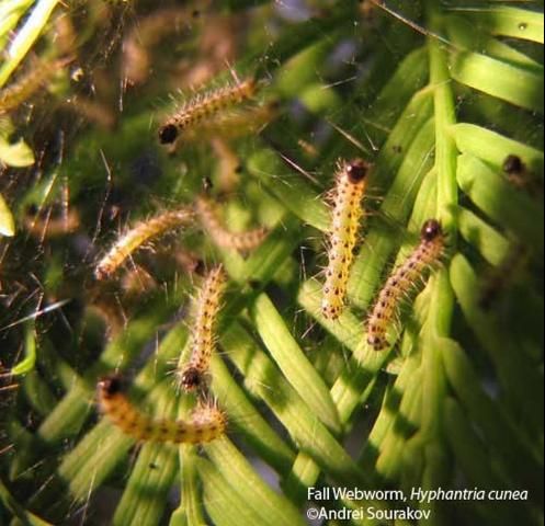Figure 9. Second instar larvae of the fall webworm, Hyphantria cunea (Drury), making the nest. Photograph taken at Gainesville, Florida.