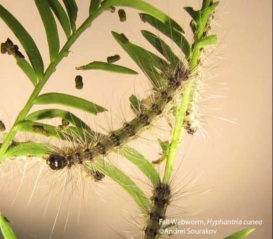 Figure 16. Third instar larvae of the fall webworm, Hyphantria cunea (Drury), feeding. Photograph taken at Gainesville, Florida.