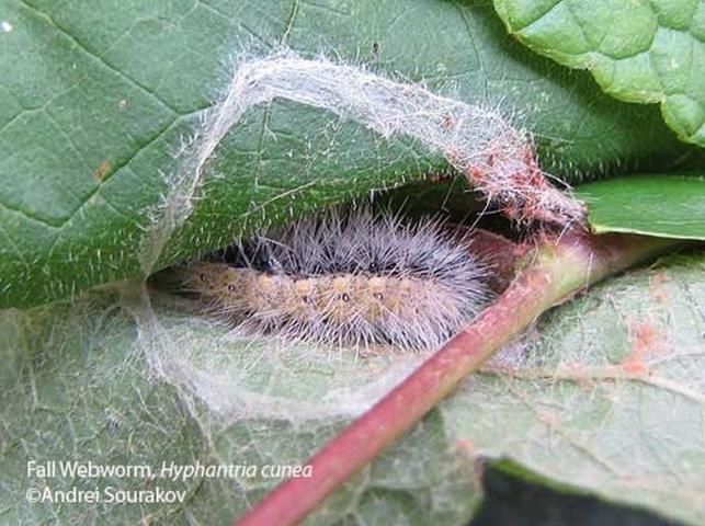 Figure 23. Fifth instar larva of the fall webworm, Hyphantria cunea (Drury), inside a cocoon. Photograph taken at Gainesville, Florida.