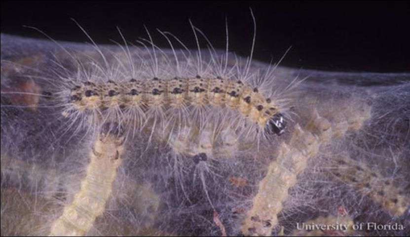 Figure 14. Late instar, black-headed morph larvae of the fall webworm, Hyphantria cunea (Drury).