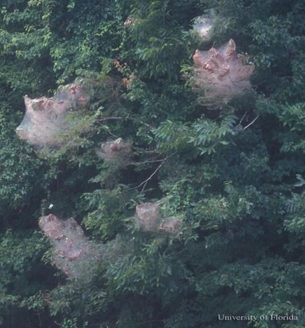 Figure 29. Numerous tents created by larvae from separate egg clusters of the fall webworm, Hyphantria cunea (Drury).