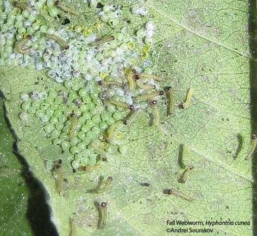 Figure 8. Eggs and neonate larvae of the fall webworm, Hyphantria cunea (Drury). Photograph taken at Gainesville, Florida.