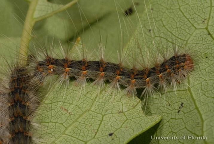 Figure 22. Lateral view of a fifth instar larva of the fall webworm, Hyphantria cunea (Drury).