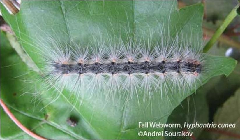 Figure 21. Dorsal view of a fifth instar larva of the fall webworm, Hyphantria cunea (Drury). Photograph taken at Gainesville, Florida.
