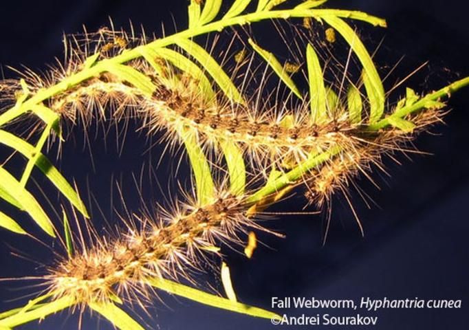 Figure 19. Fifth instar larvae of the fall webworm, Hyphantria cunea (Drury). Photograph taken at Gainesville, Florida.