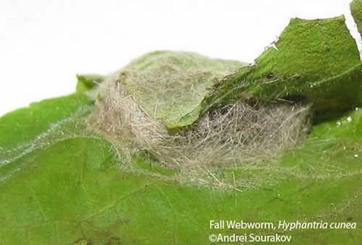 Figure 24. Cocoon of the fall webworm, Hyphantria cunea (Drury). Photograph taken at Gainesville, Florida.