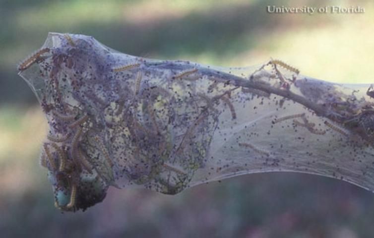 Figure 28. Silken tent created by larvae of the fall webworm, Hyphantria cunea (Drury).