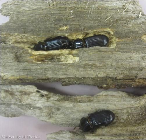 Figure 12. Aggregation of the horned passalus, Odontotaenius disjunctus Illiger, in the same wood pieces. (University of Florida educational specimens).